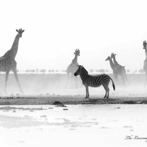 Animal Prints