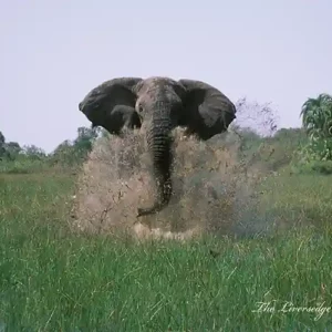 Elephant Prints