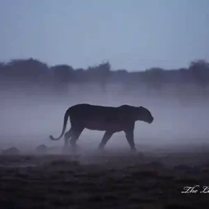 Lion Prints